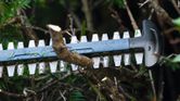 Hedge trimmer blade cutting through a tree branch in dense foliage.