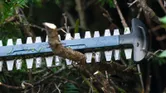 Hedge trimmer blade cutting through a tree branch in dense foliage.